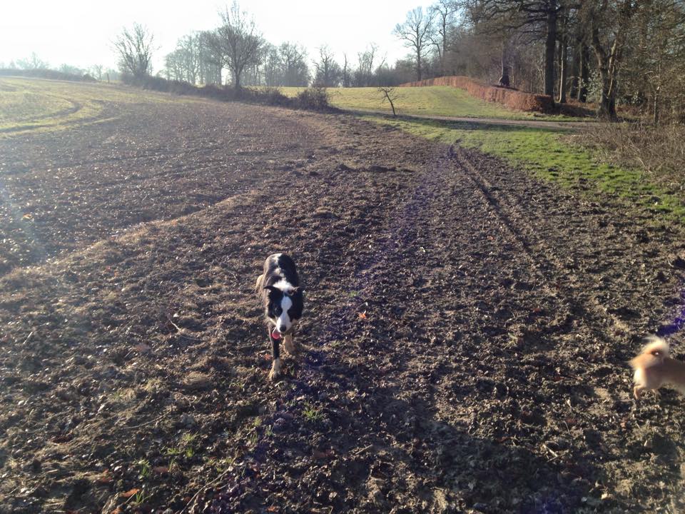 11082656_1021980721162552_4336721872389267649_n