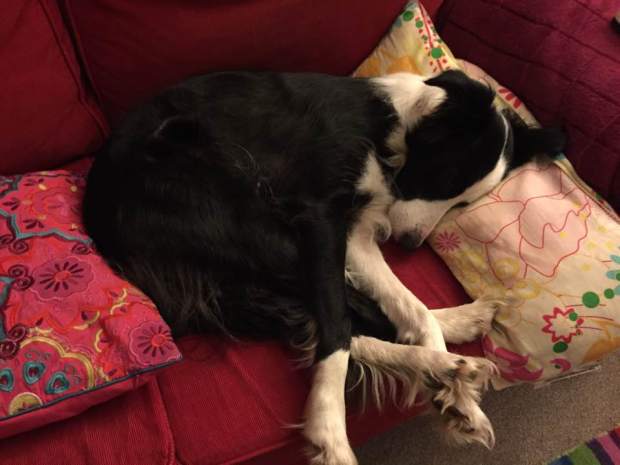 15230819_1464328210261132_6208042218995997402_n