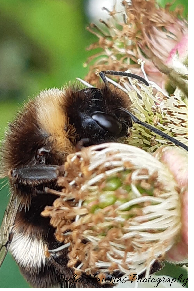 Macro Photography on a Samsung&nbsp;A40